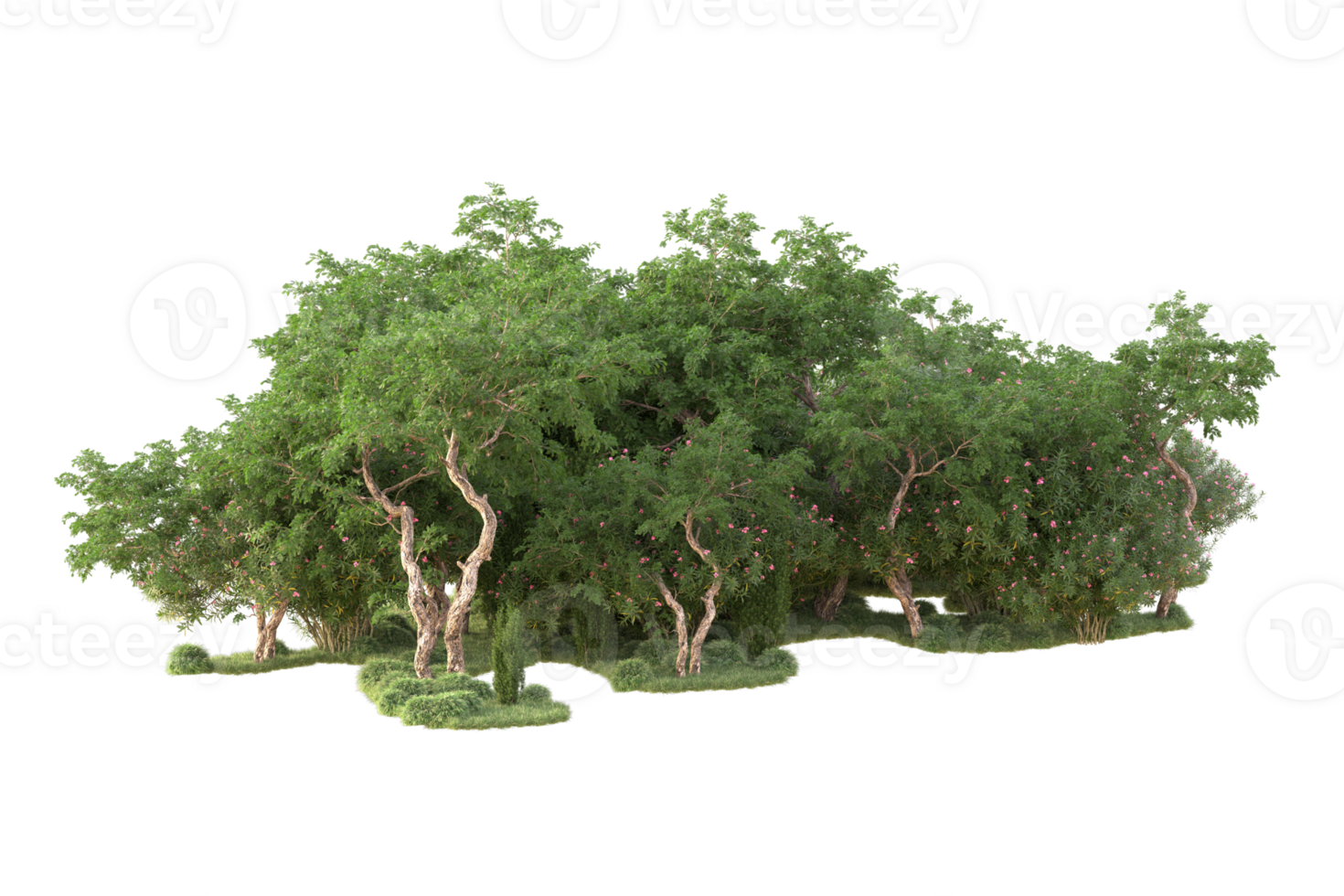 Tropical forest isolated on transparent background. 3d rendering - illustration png
