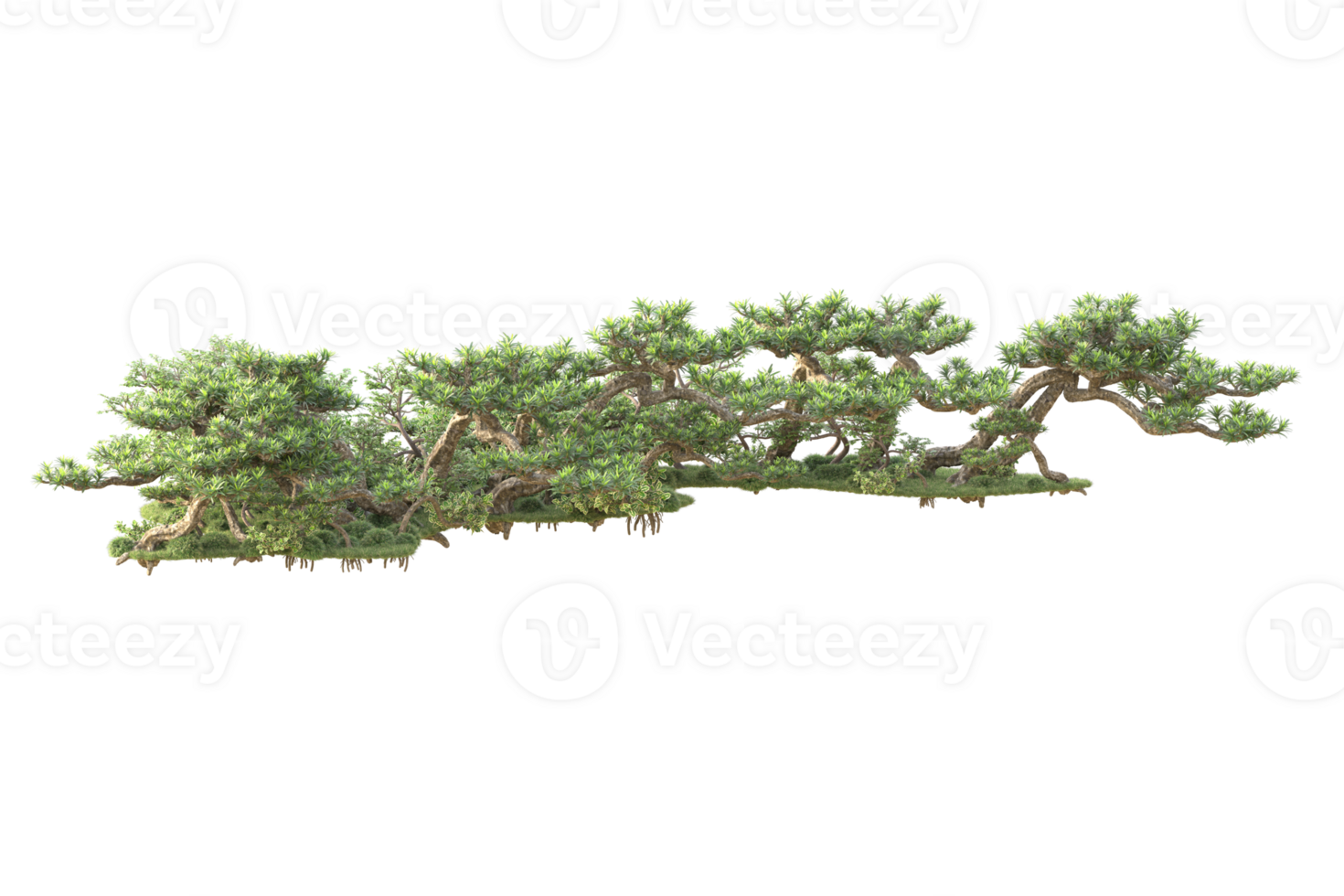 Tropical forest isolated on transparent background. 3d rendering - illustration png
