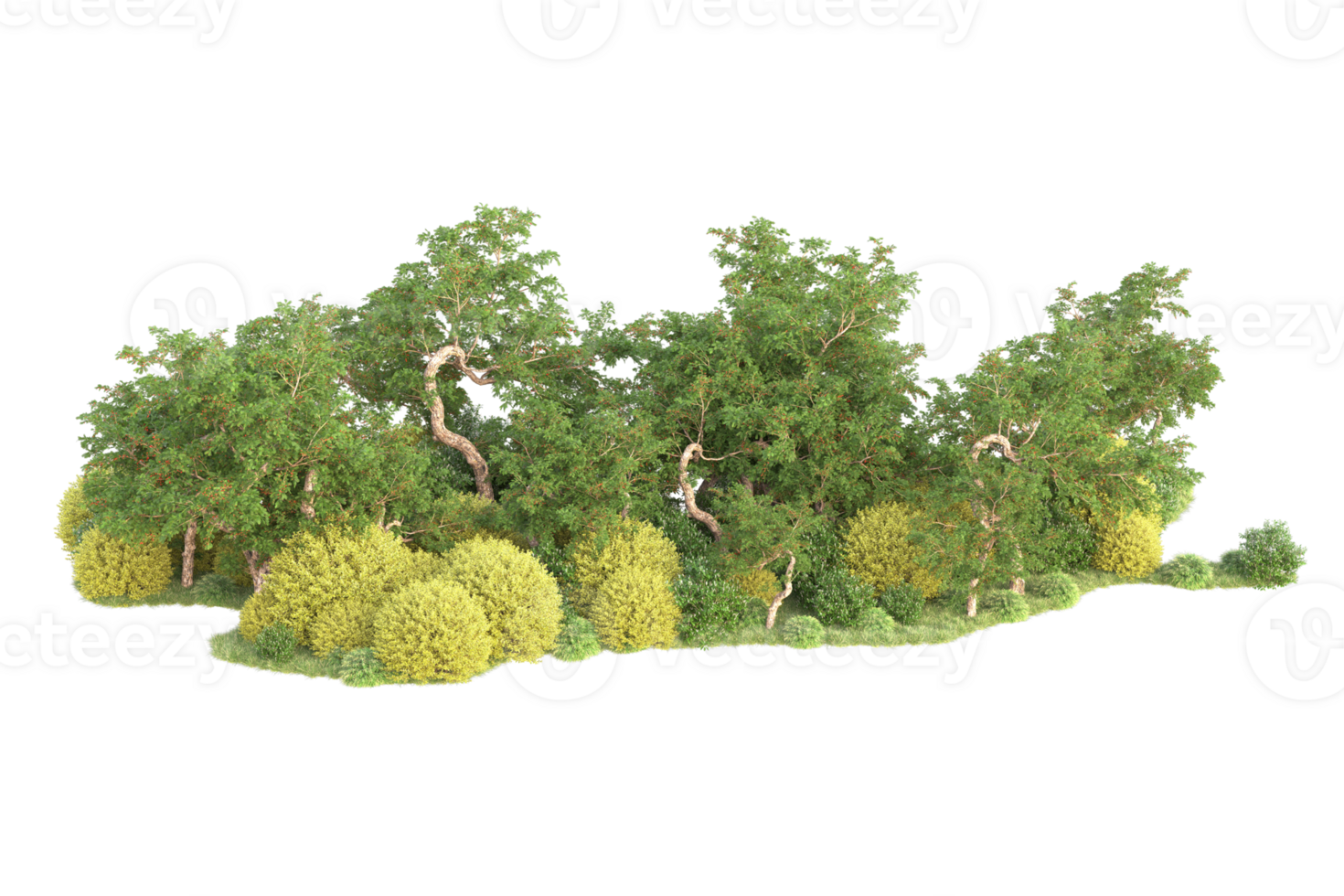Tropical forest isolated on transparent background. 3d rendering - illustration png