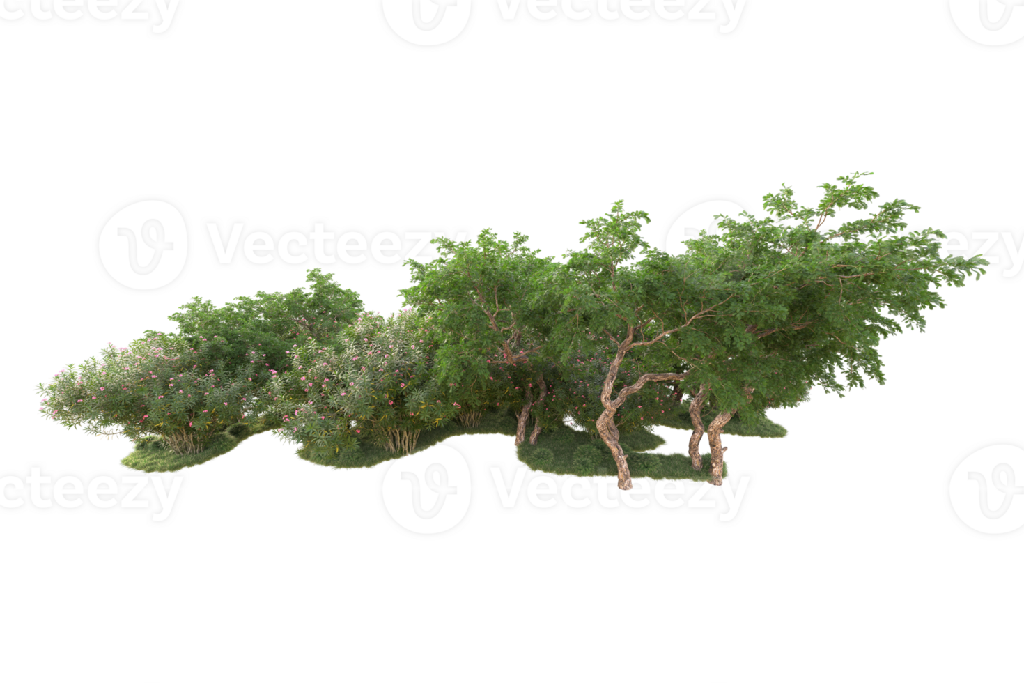 Tropical forest isolated on transparent background. 3d rendering - illustration png