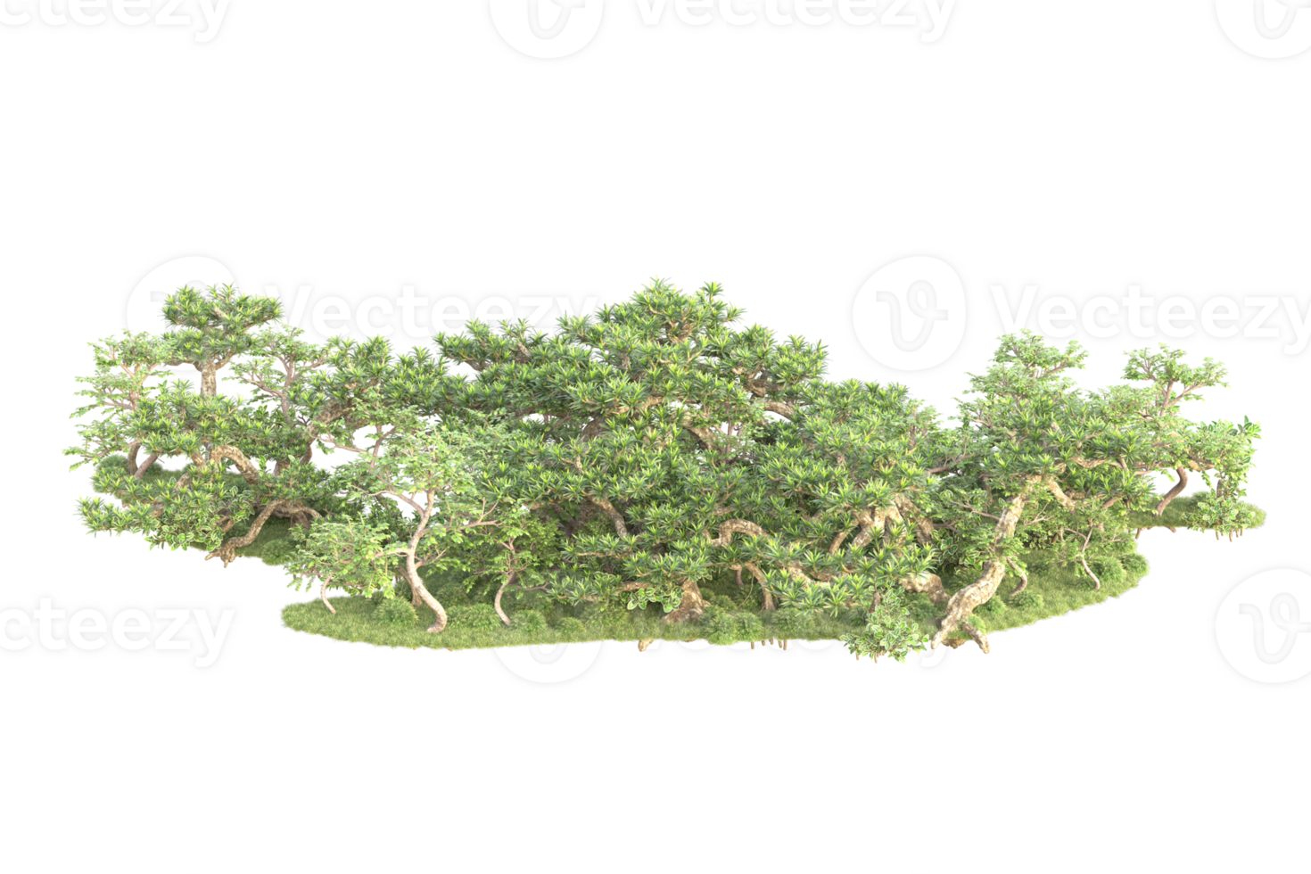 Tropical forest isolated on transparent background. 3d rendering - illustration png