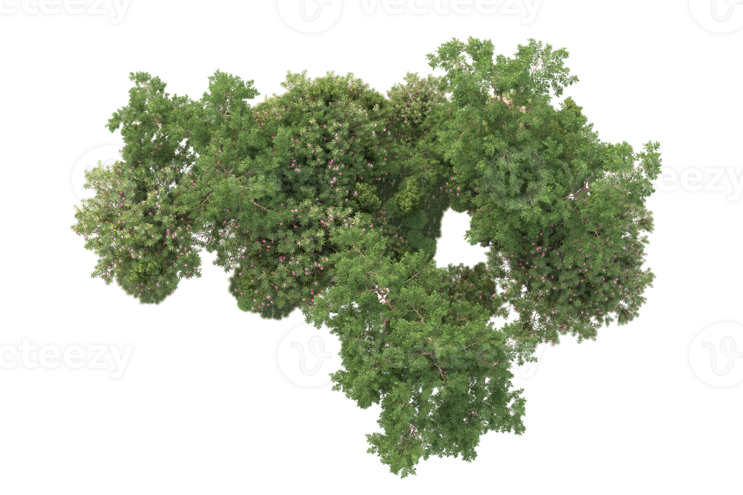 Tropical forest isolated on transparent background. 3d rendering - illustration png
