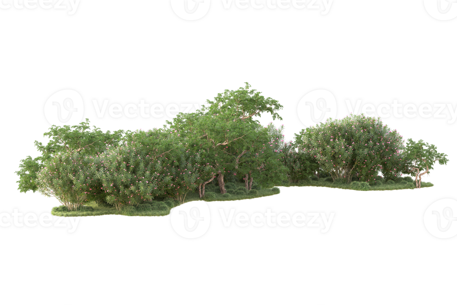 Tropical forest isolated on transparent background. 3d rendering - illustration png