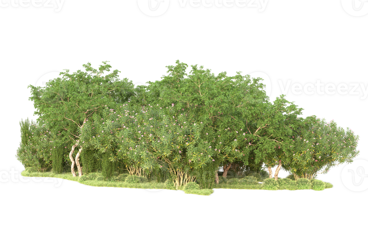 Tropical forest isolated on transparent background. 3d rendering - illustration png