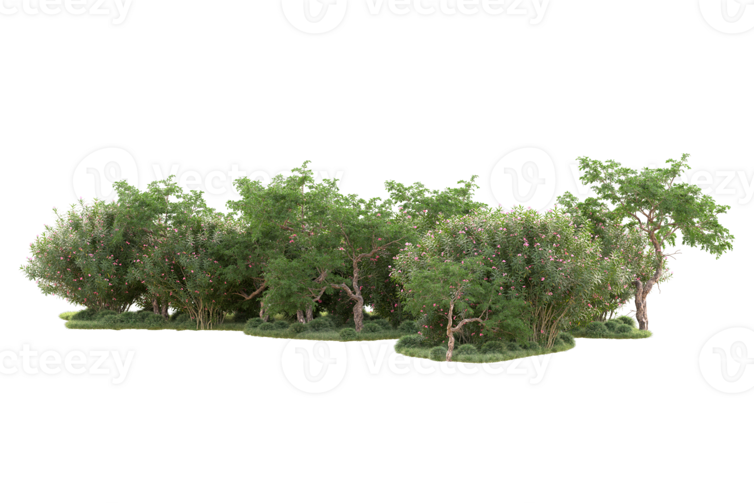 Tropical forest isolated on transparent background. 3d rendering - illustration png