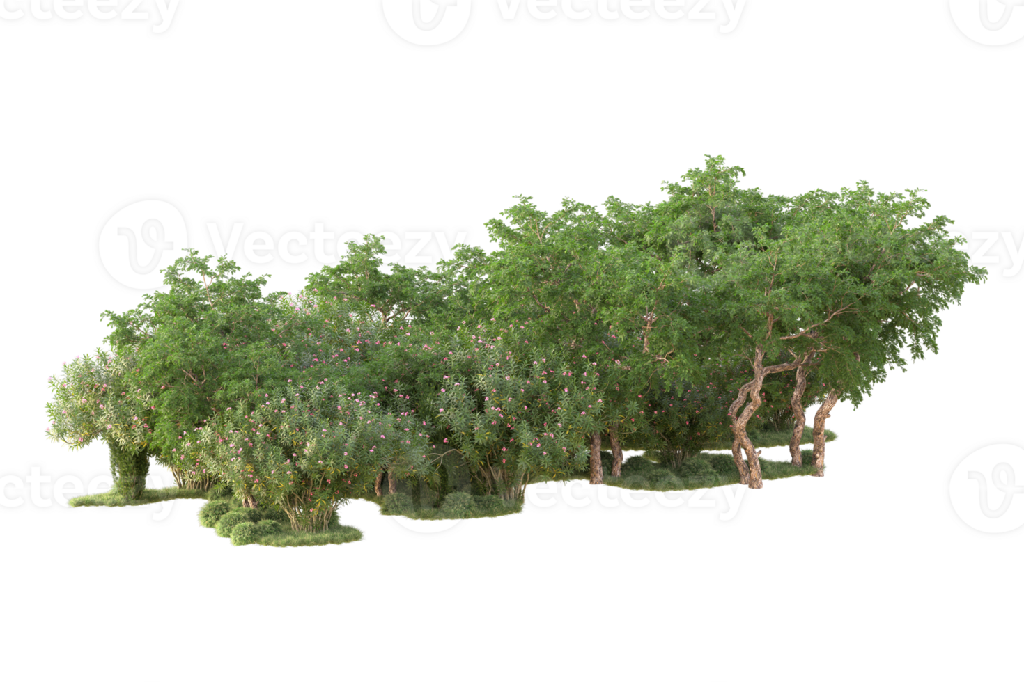 Tropical forest isolated on transparent background. 3d rendering - illustration png