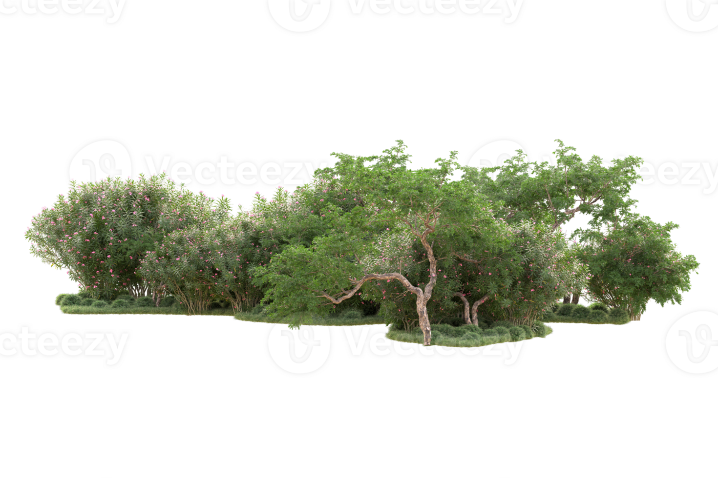 Tropical forest isolated on transparent background. 3d rendering - illustration png