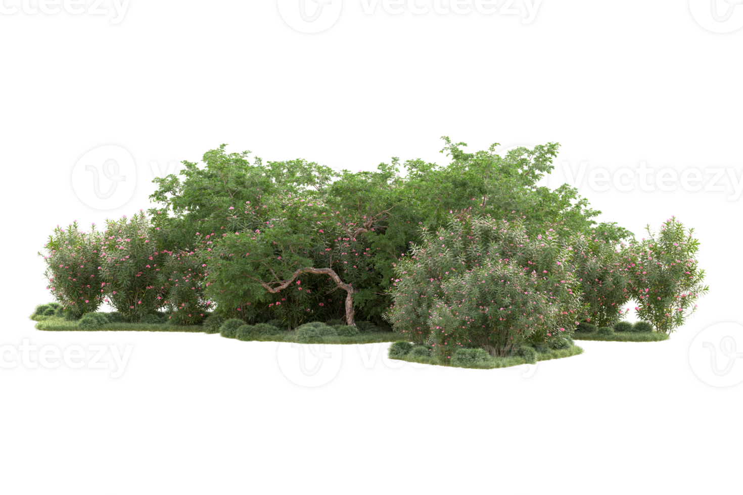 Tropical forest isolated on transparent background. 3d rendering - illustration png