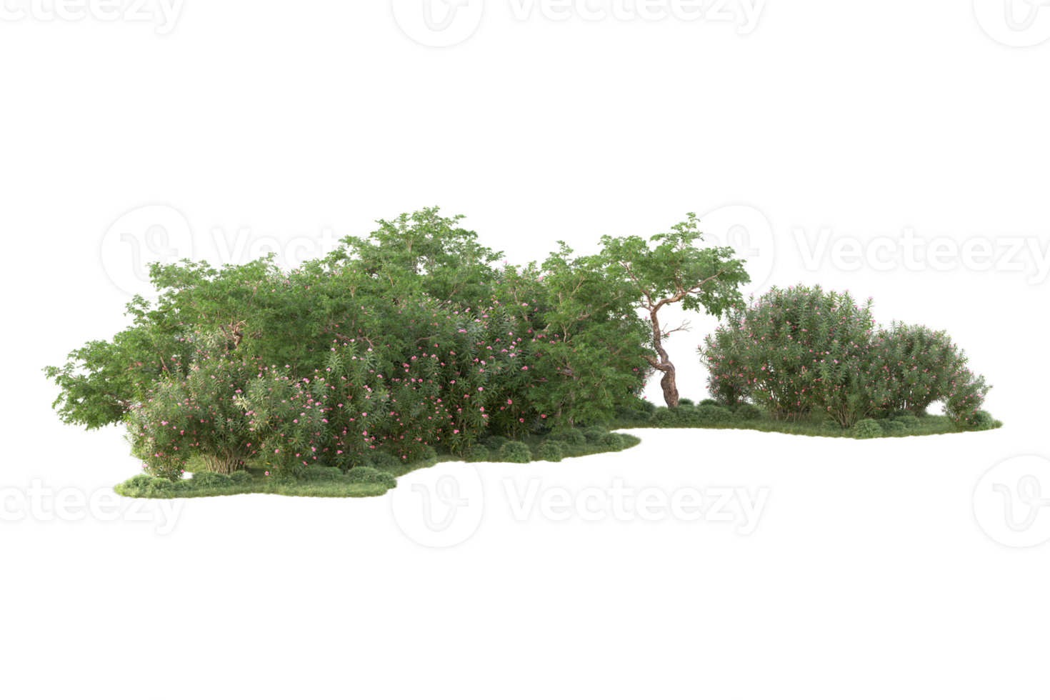 Tropical forest isolated on transparent background. 3d rendering - illustration png