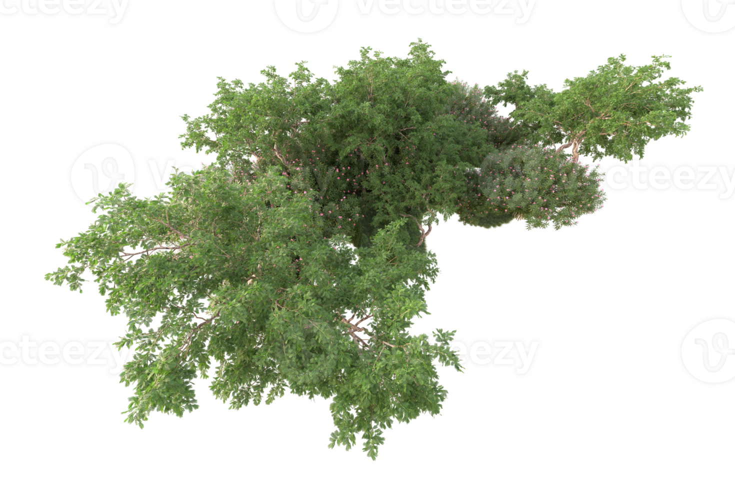 Tropical forest isolated on transparent background. 3d rendering - illustration png