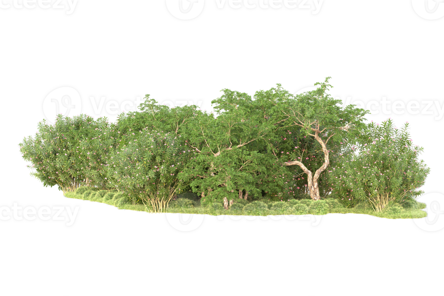 Tropical forest isolated on transparent background. 3d rendering - illustration png