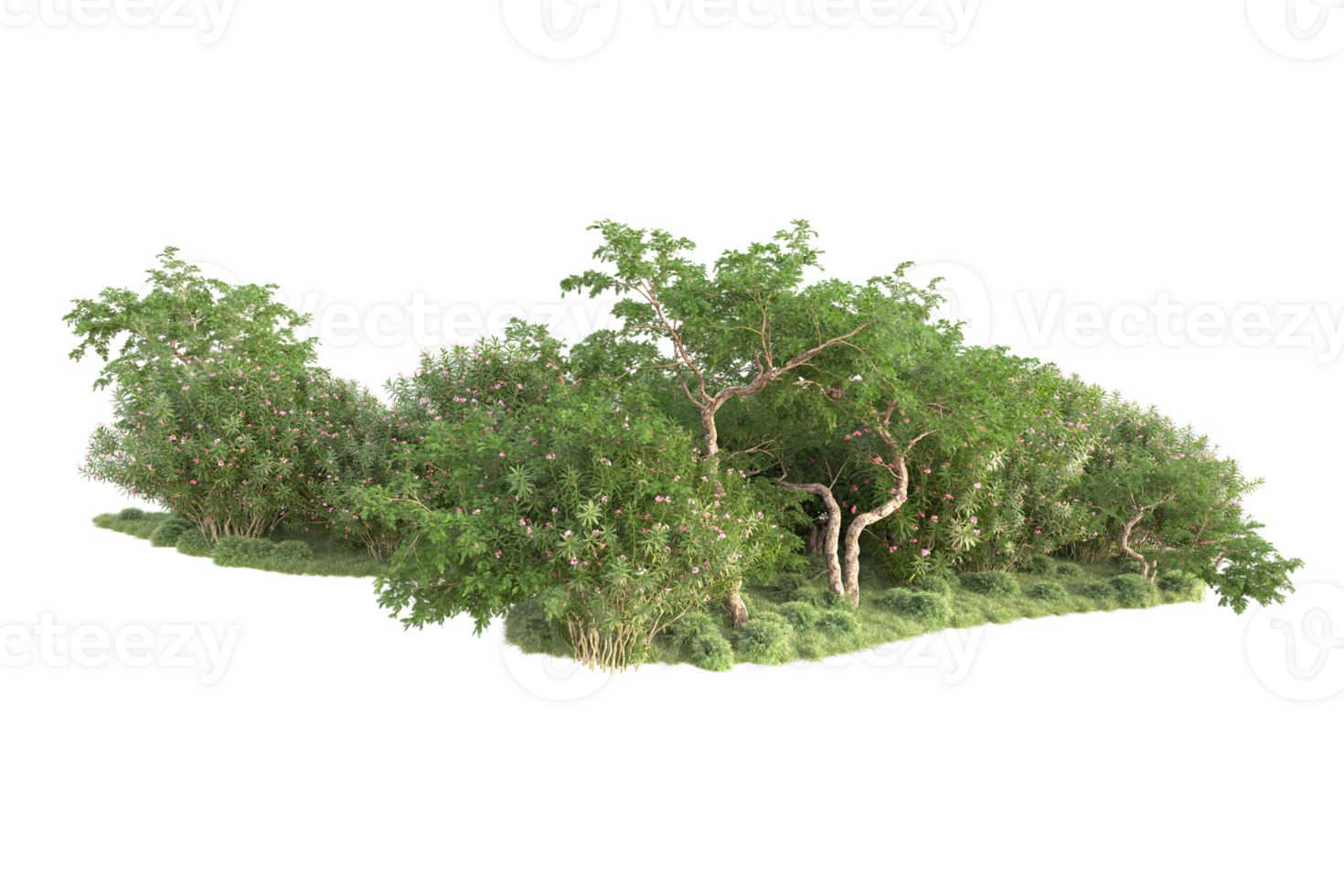 Tropical forest isolated on transparent background. 3d rendering - illustration png