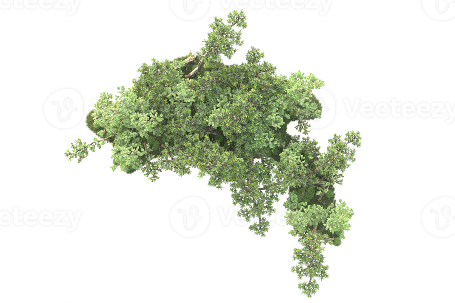 Tropical forest isolated on transparent background. 3d rendering - illustration png