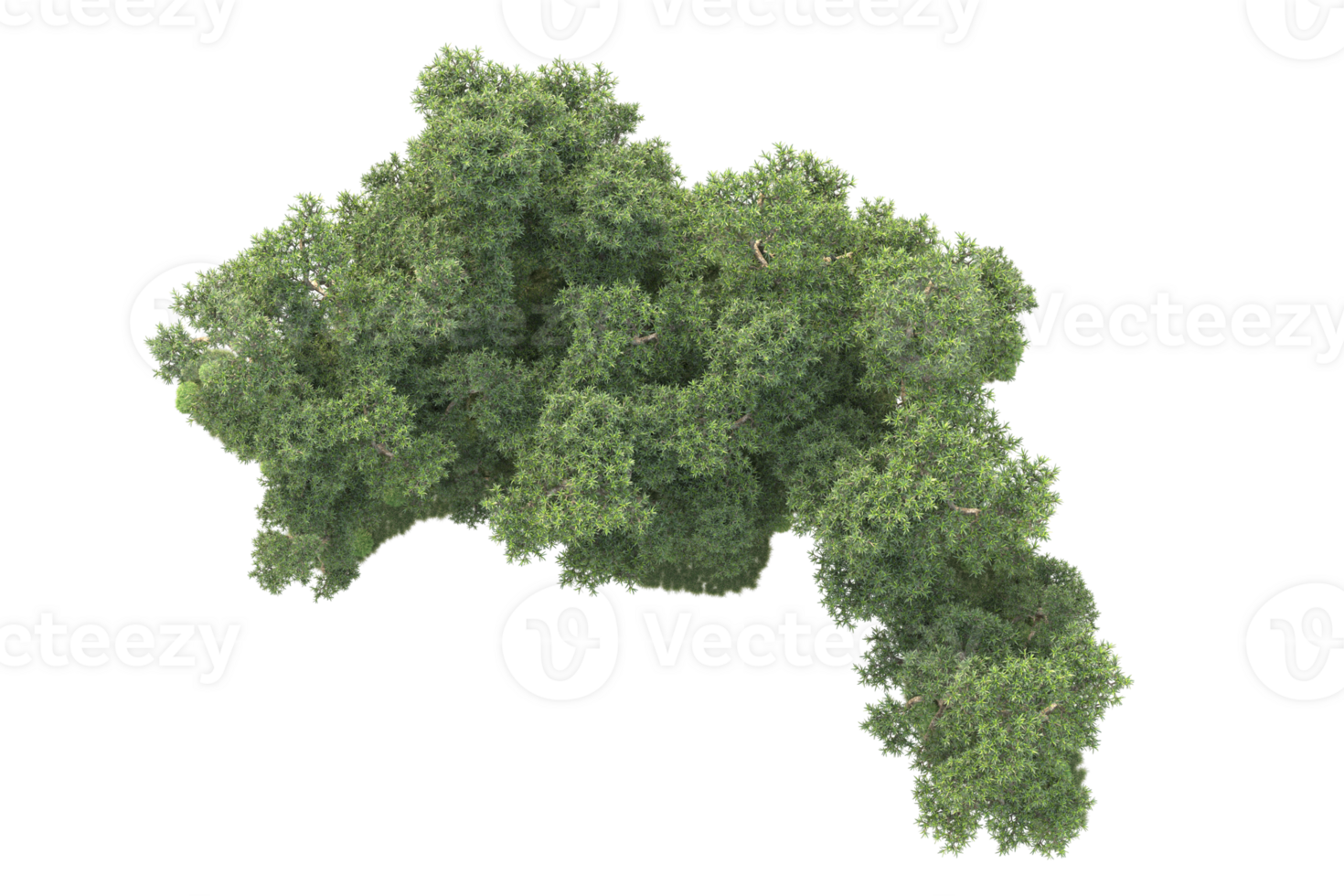 Tropical forest isolated on transparent background. 3d rendering - illustration png