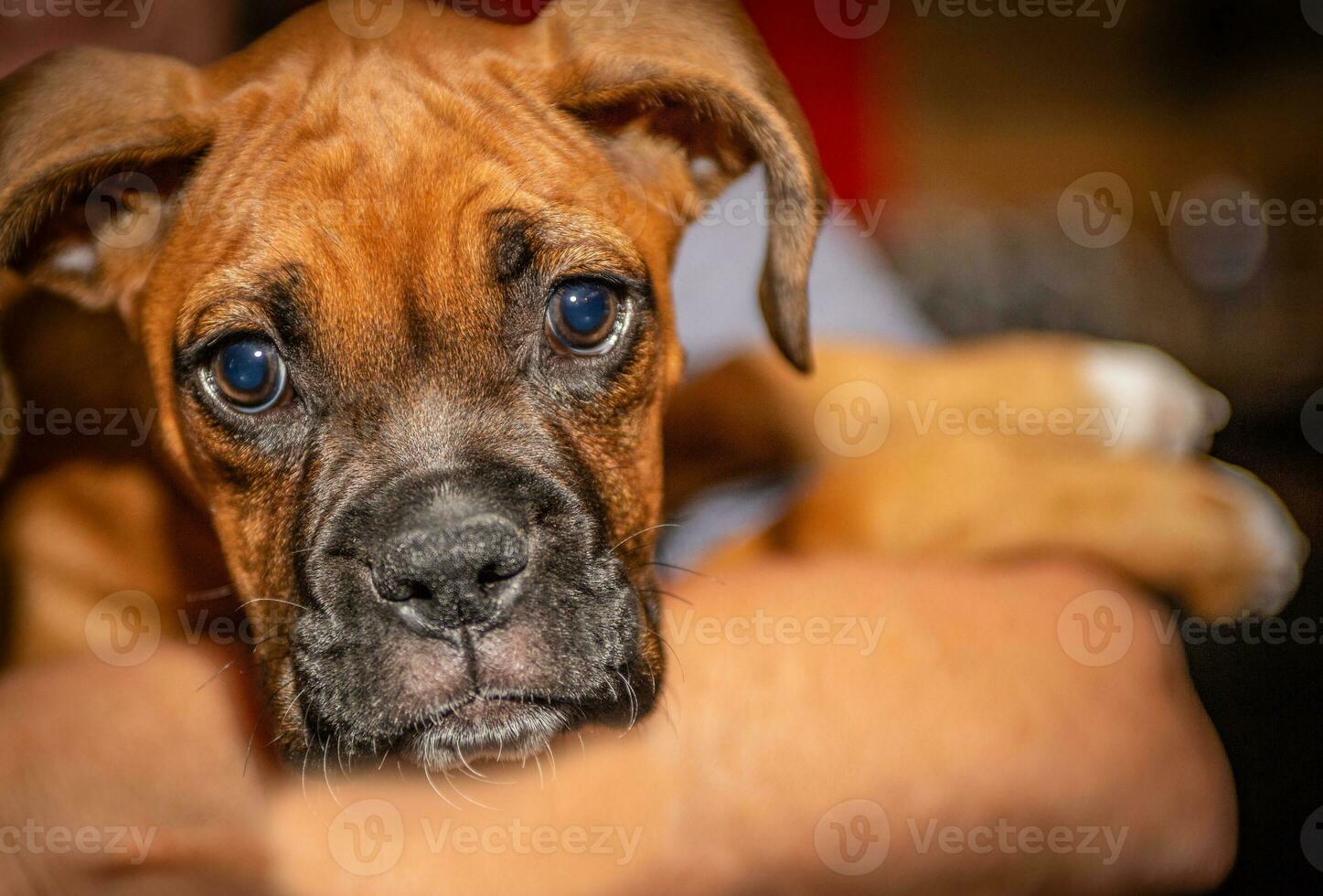 Boxer Puppy being held photo
