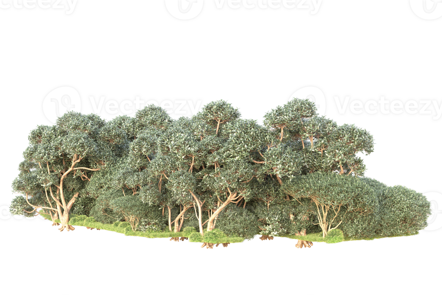 Tropical forest isolated on transparent background. 3d rendering - illustration png