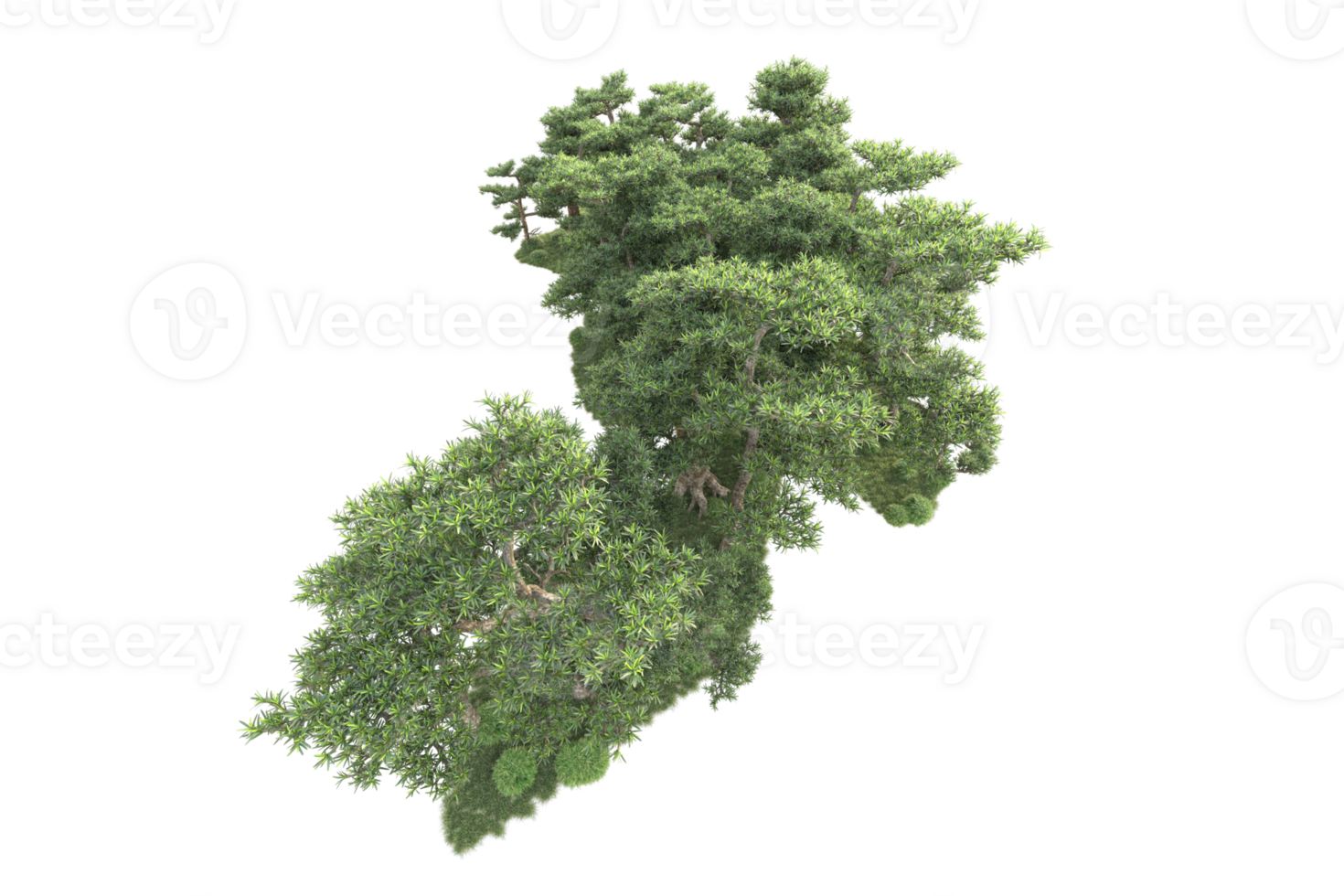 Tropical forest isolated on transparent background. 3d rendering - illustration png