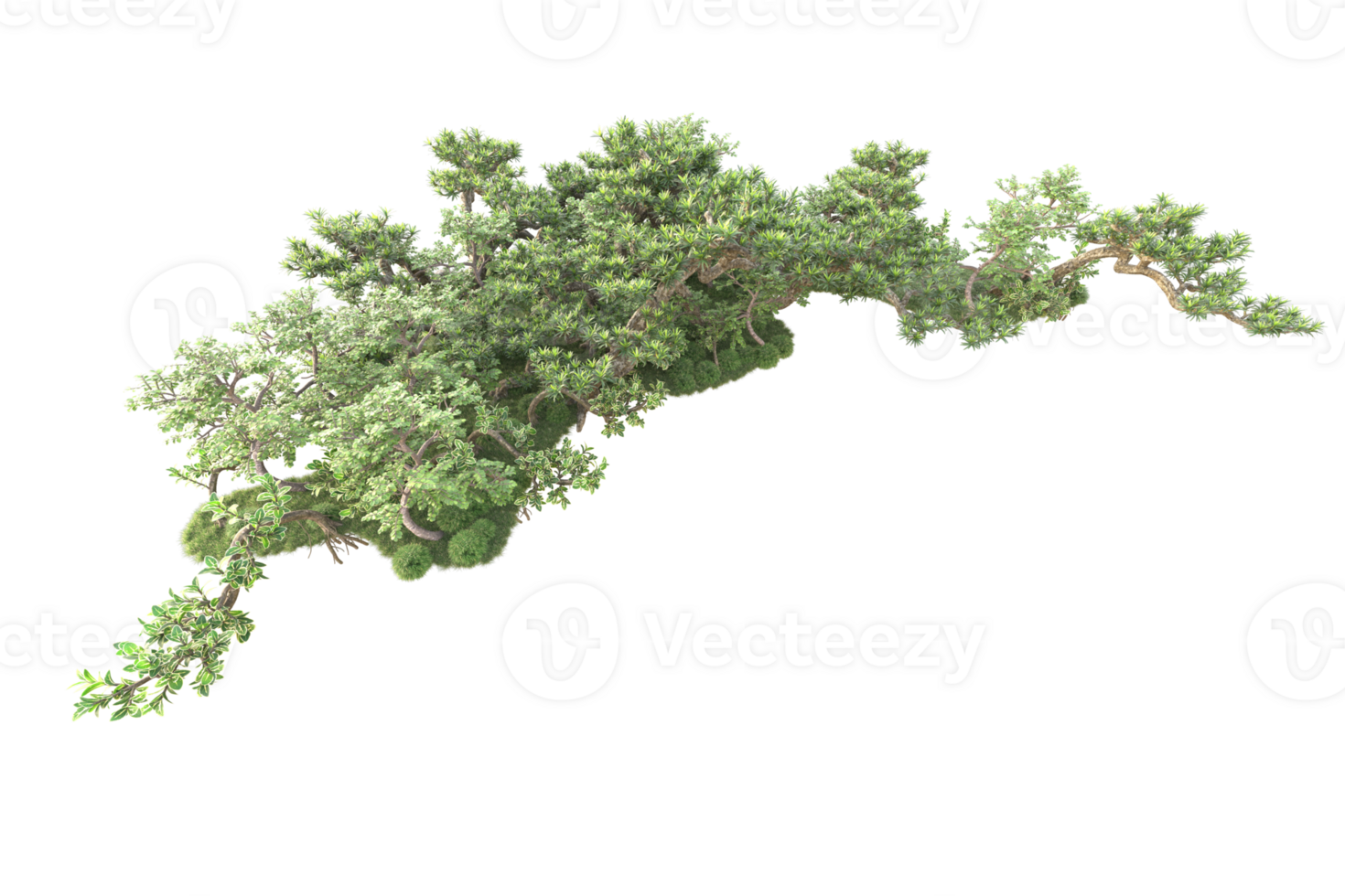 Tropical forest isolated on transparent background. 3d rendering - illustration png
