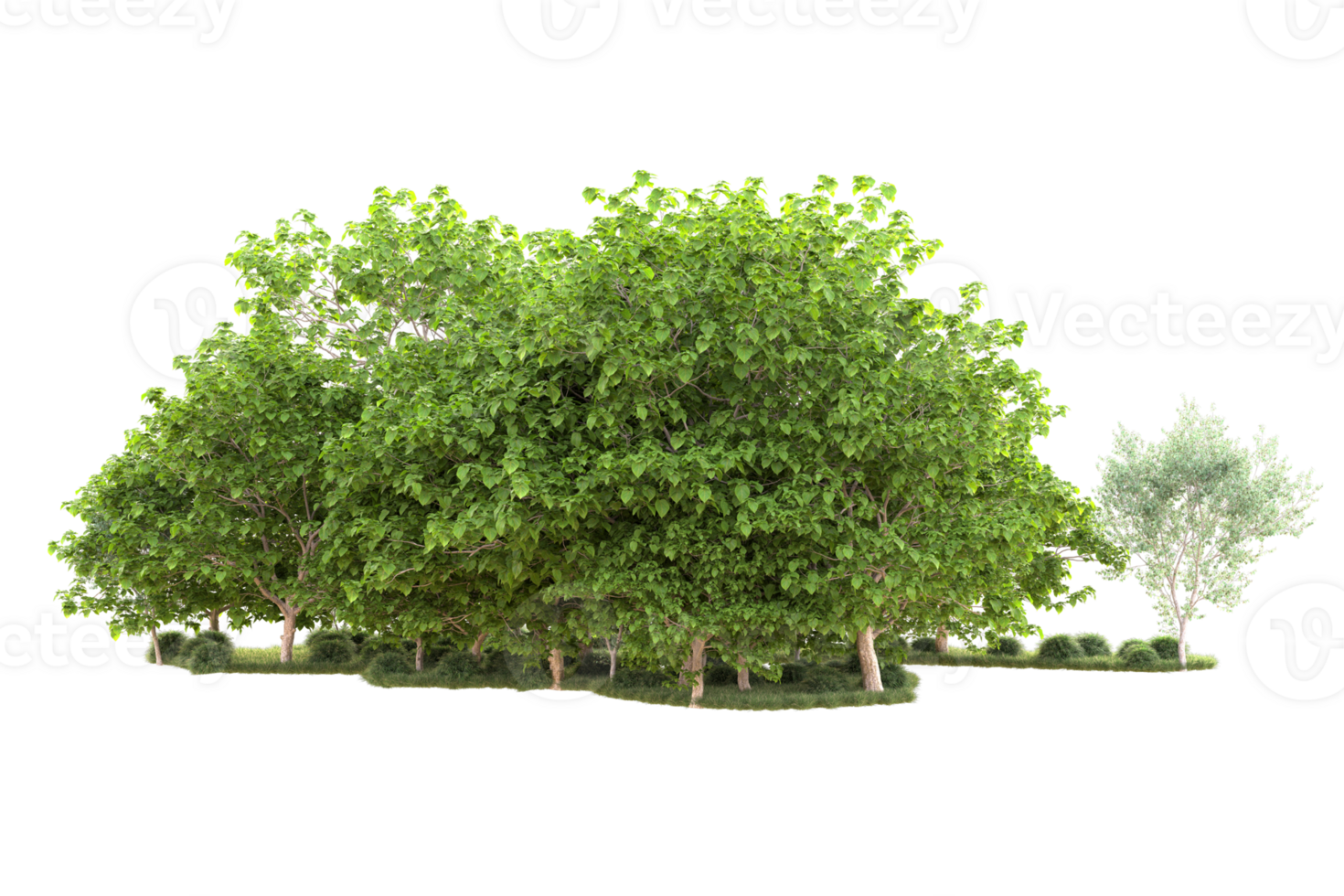 Tropical forest isolated on transparent background. 3d rendering - illustration png