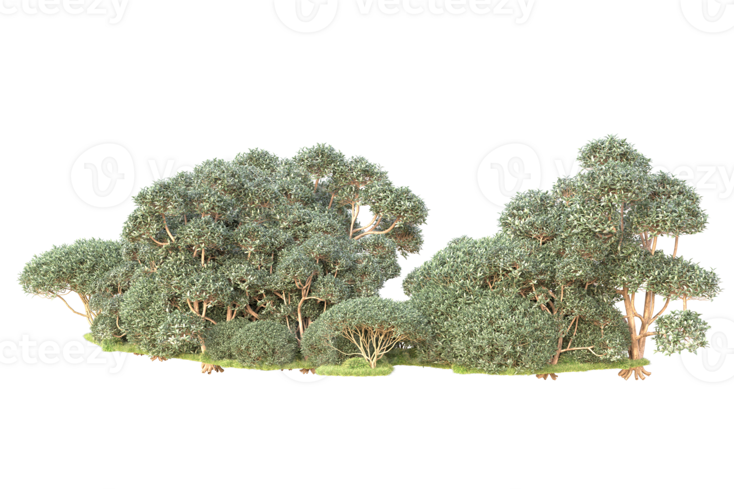 Tropical forest isolated on transparent background. 3d rendering - illustration png