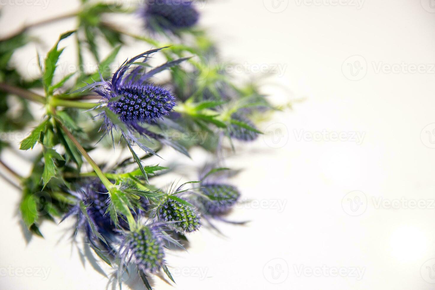 Thistle on white photo