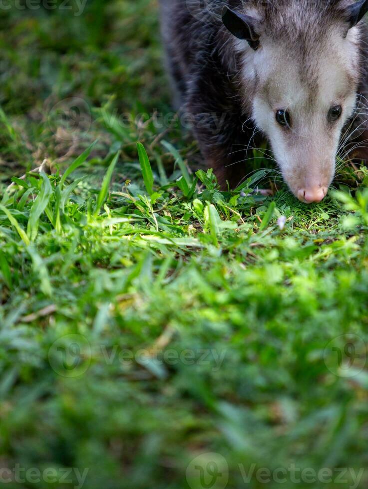 Opussum sniffing around photo