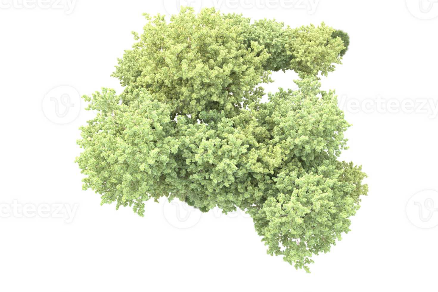 Tropical forest isolated on transparent background. 3d rendering - illustration png