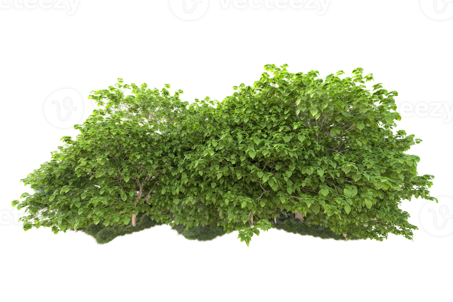 Tropical forest isolated on transparent background. 3d rendering - illustration png