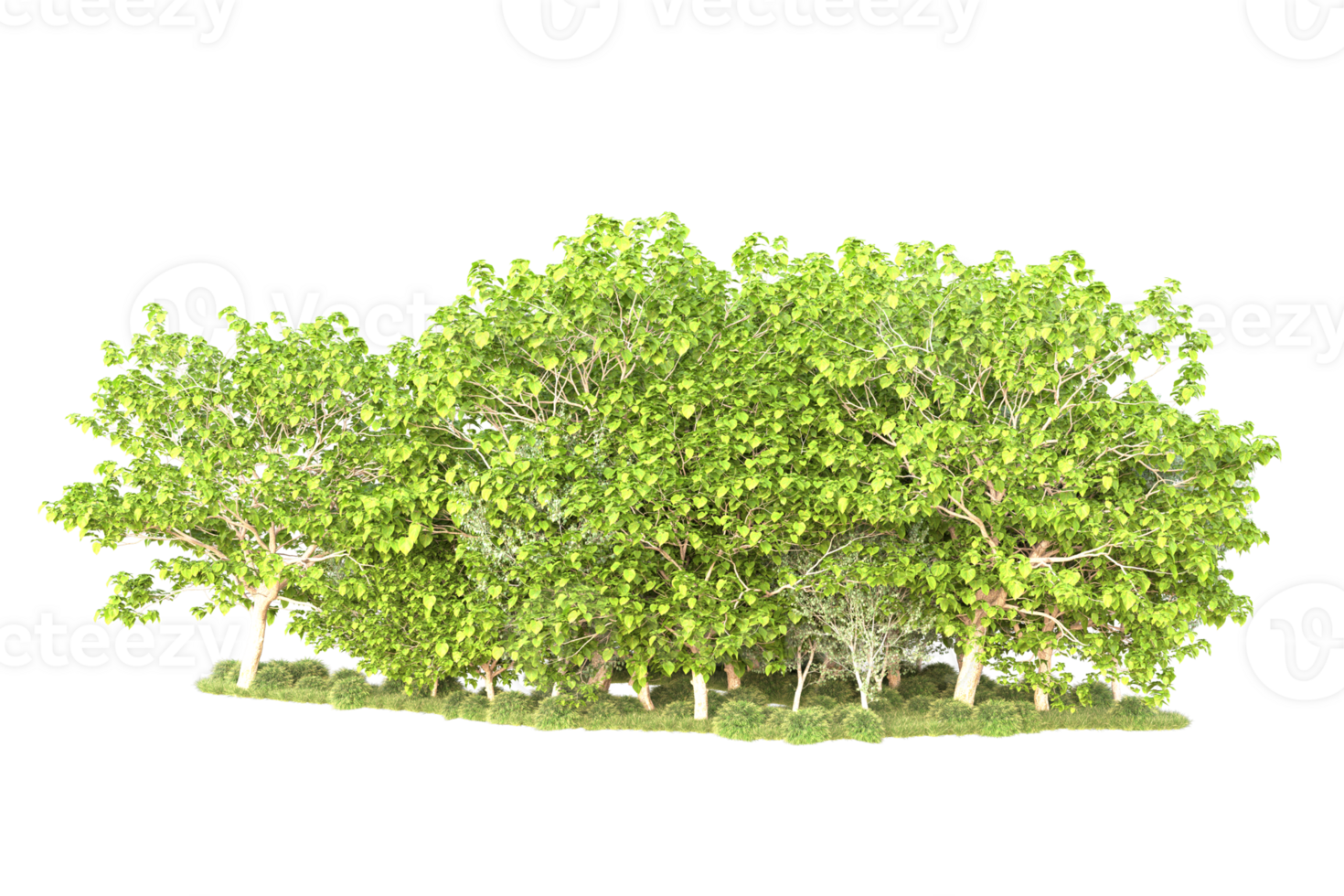 Tropical forest isolated on transparent background. 3d rendering - illustration png