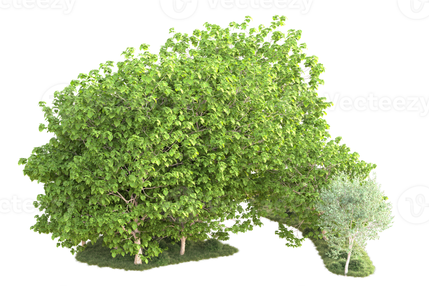 Tropical forest isolated on transparent background. 3d rendering - illustration png