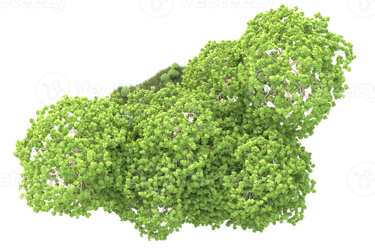 Tropical forest isolated on transparent background. 3d rendering - illustration png