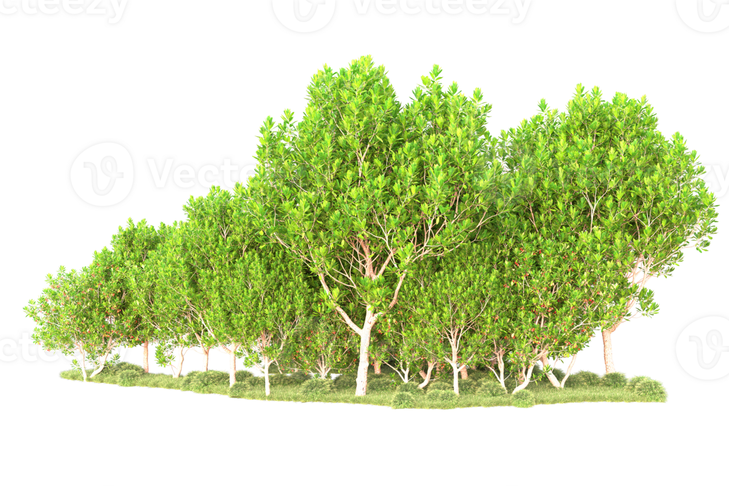 Tropical forest isolated on transparent background. 3d rendering - illustration png
