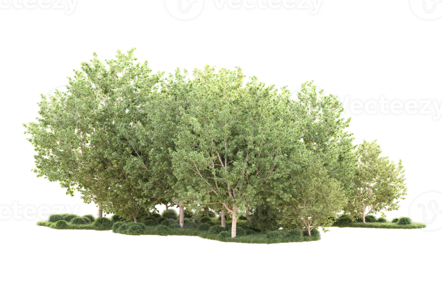 Tropical forest isolated on transparent background. 3d rendering - illustration png