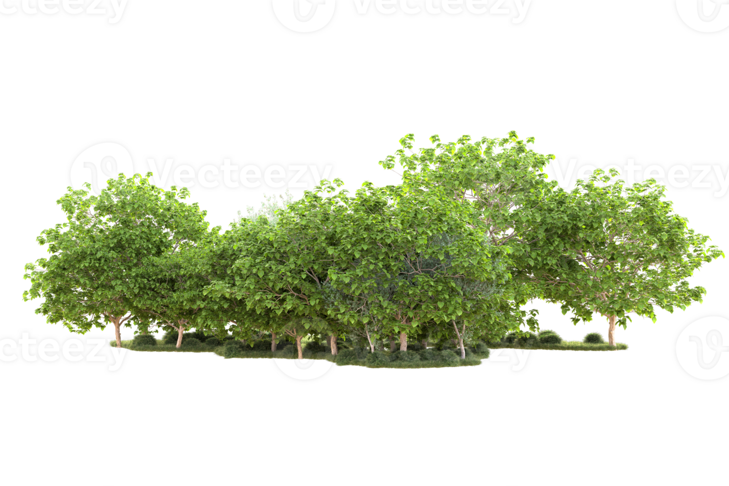 Tropical forest isolated on transparent background. 3d rendering - illustration png