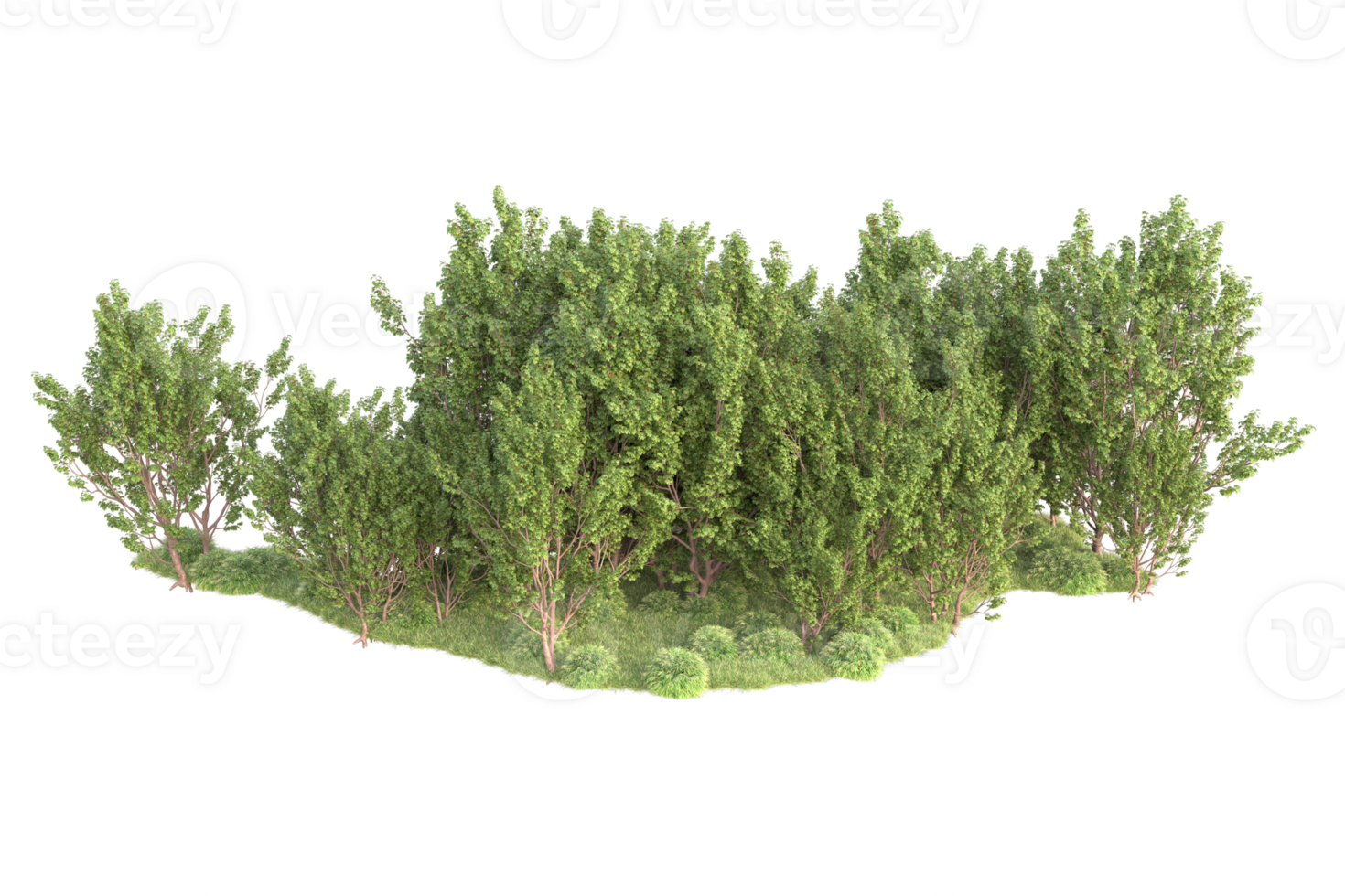 Tropical forest isolated on transparent background. 3d rendering - illustration png