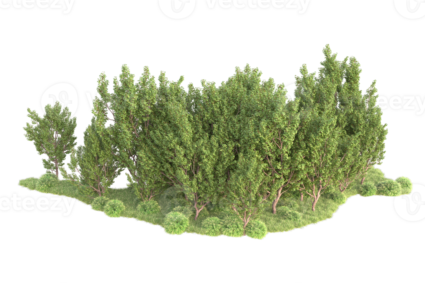 Tropical forest isolated on transparent background. 3d rendering - illustration png