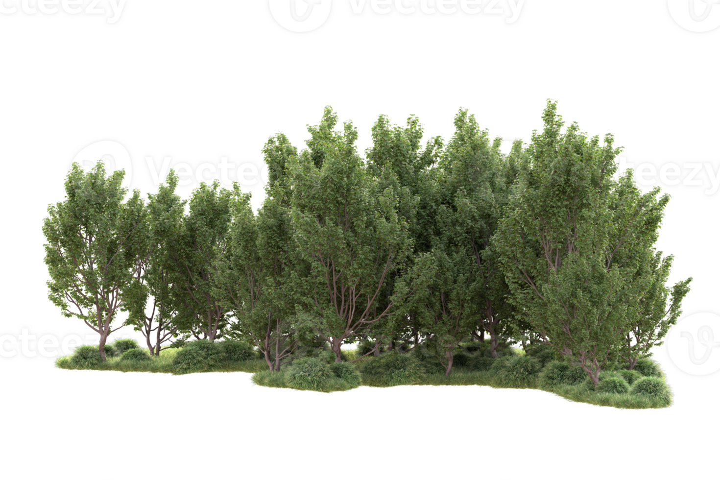 Tropical forest isolated on transparent background. 3d rendering - illustration png