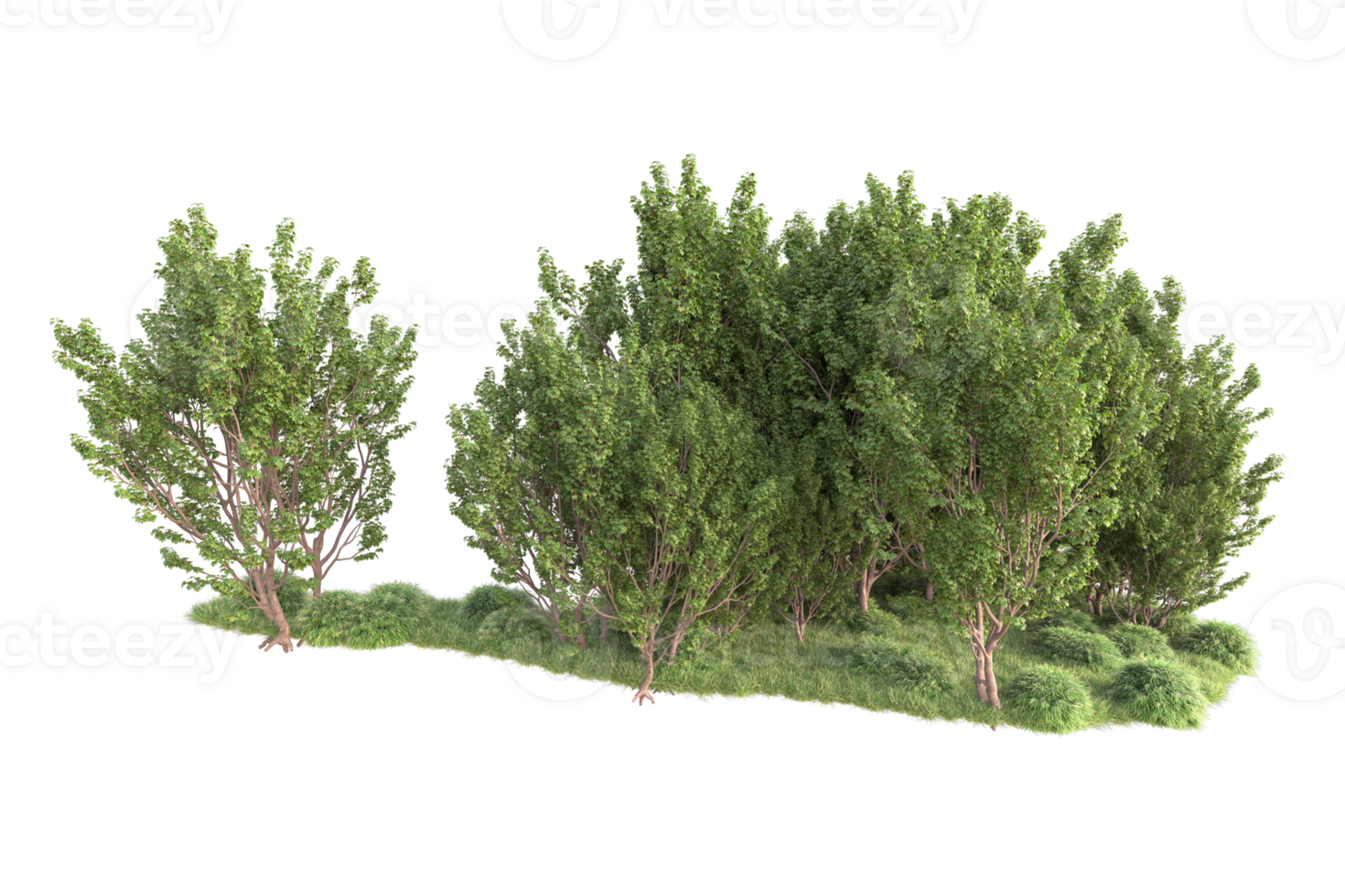 Tropical forest isolated on transparent background. 3d rendering - illustration png