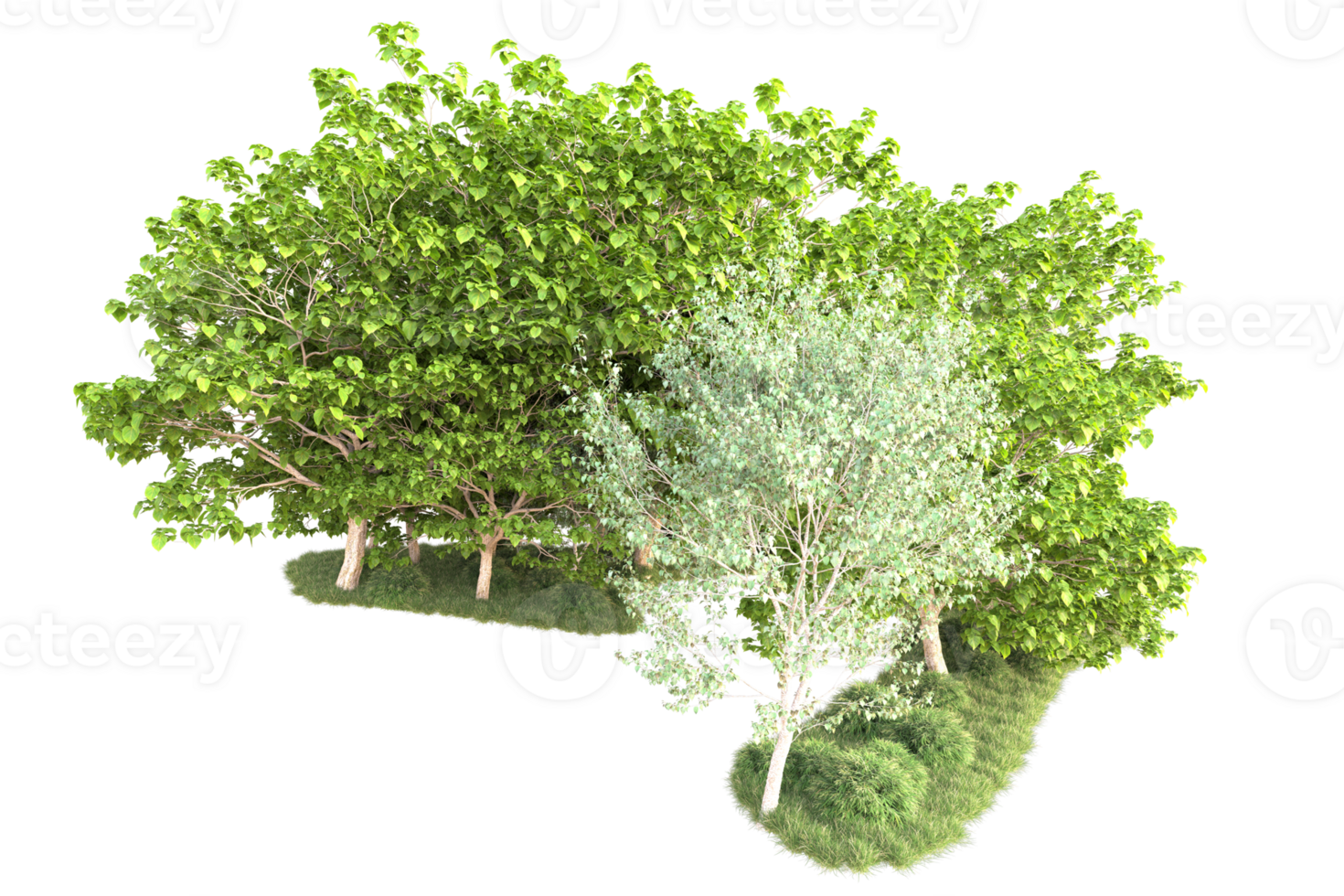Tropical forest isolated on transparent background. 3d rendering - illustration png