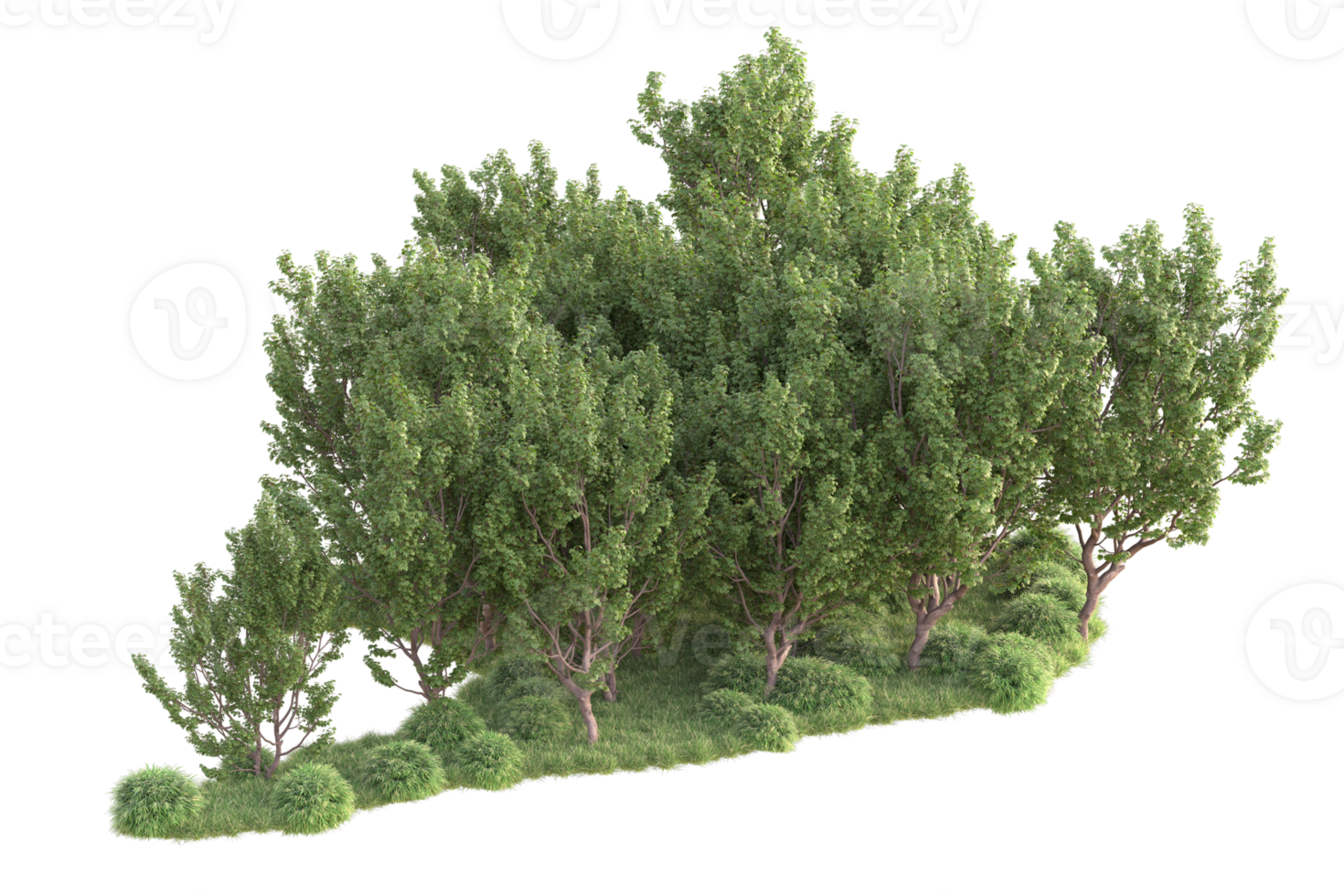 Tropical forest isolated on transparent background. 3d rendering - illustration png