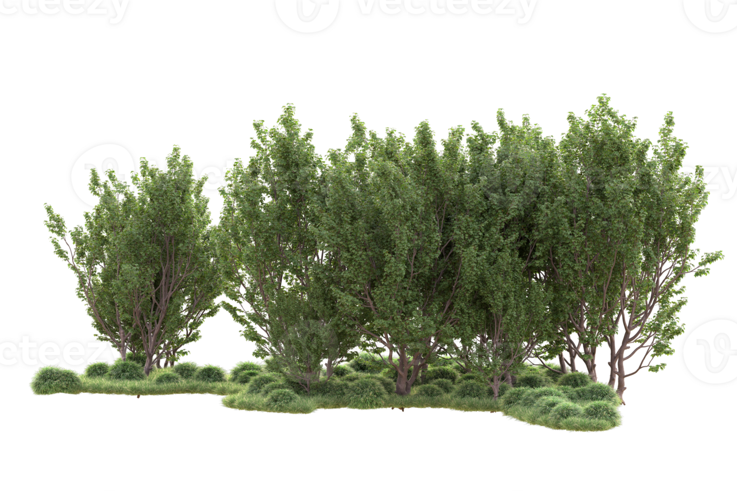 Tropical forest isolated on transparent background. 3d rendering - illustration png