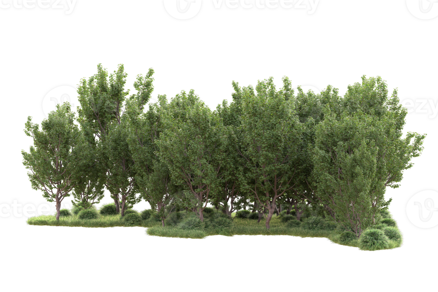 Tropical forest isolated on transparent background. 3d rendering - illustration png