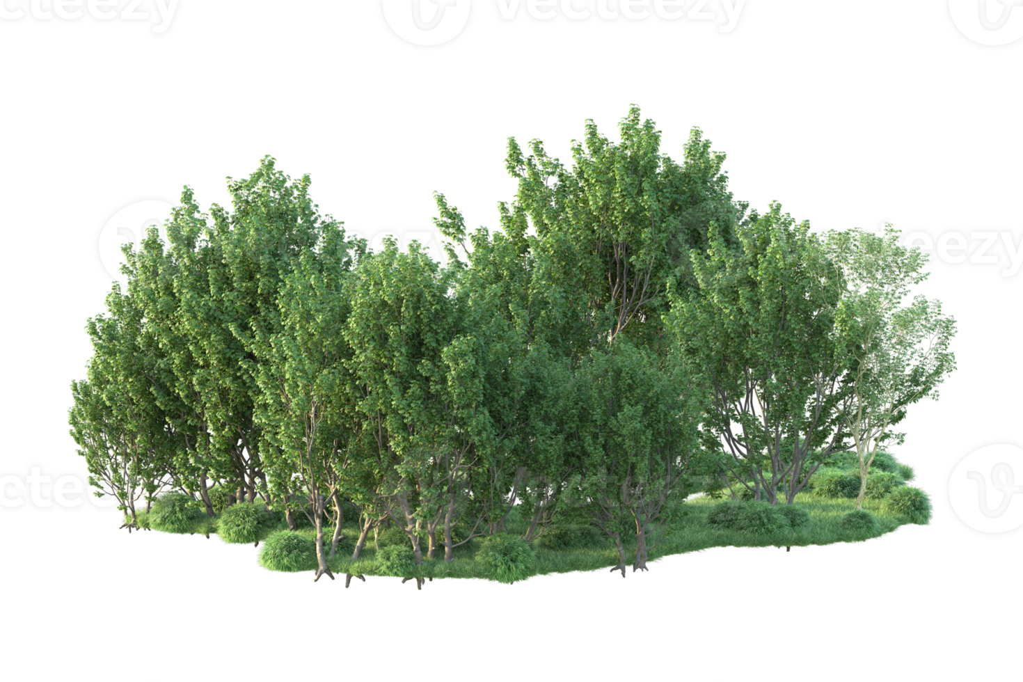 Tropical forest isolated on transparent background. 3d rendering - illustration png