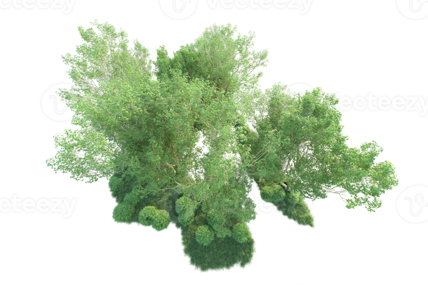 Tropical forest isolated on transparent background. 3d rendering - illustration png
