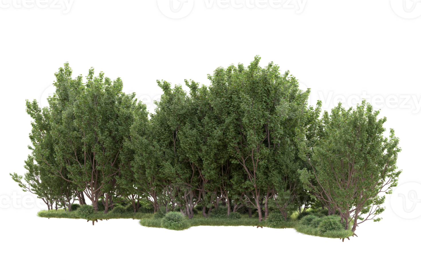 Tropical forest isolated on transparent background. 3d rendering - illustration png