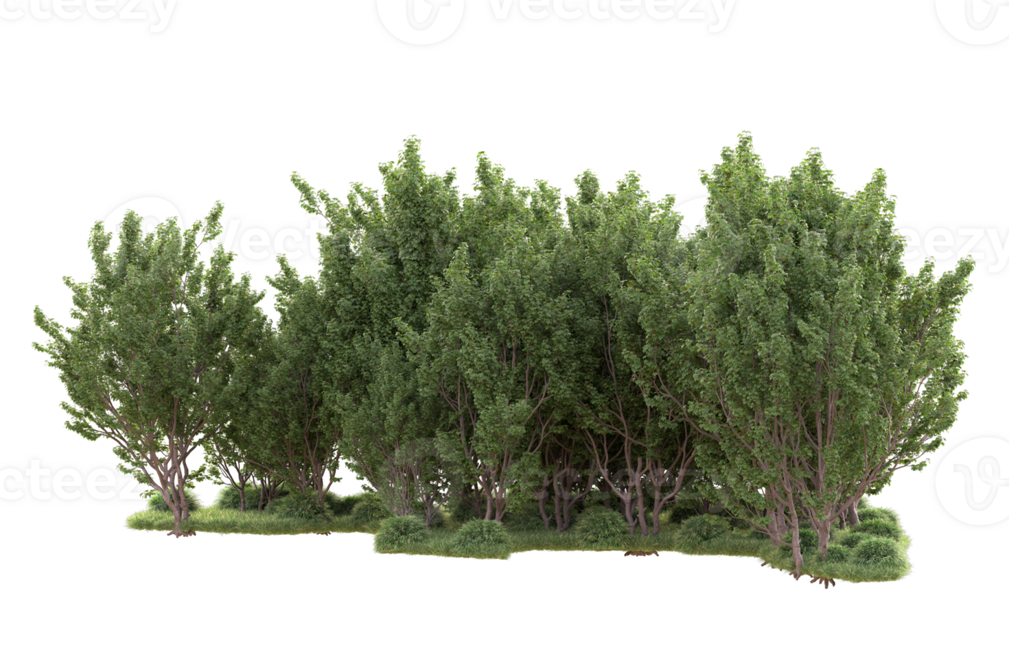 Tropical forest isolated on transparent background. 3d rendering - illustration png