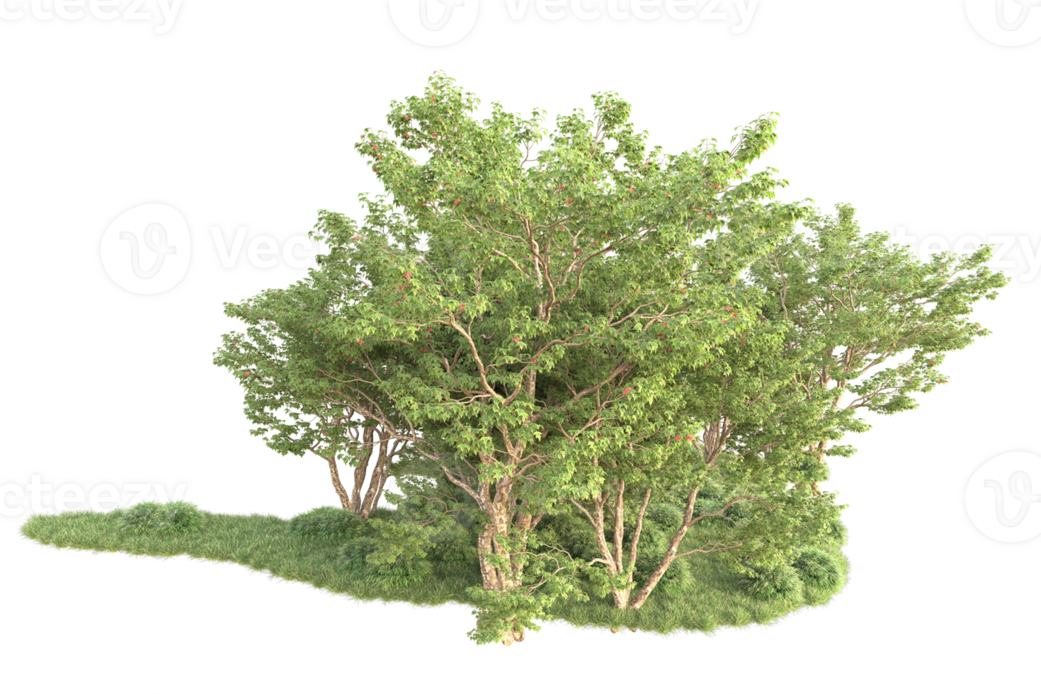 Tropical forest isolated on transparent background. 3d rendering - illustration png