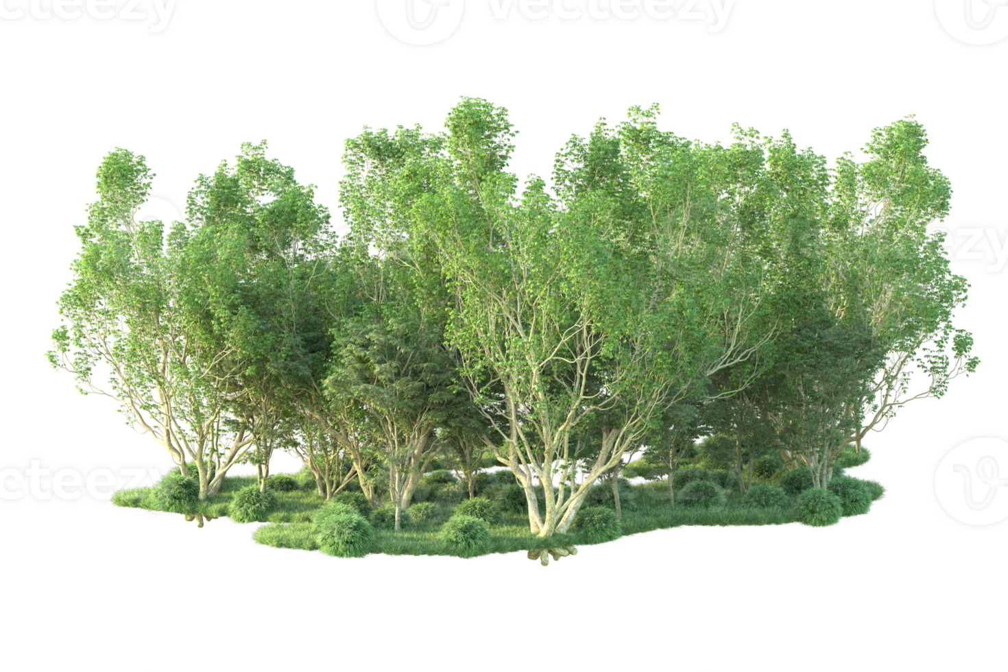 Tropical forest isolated on transparent background. 3d rendering - illustration png