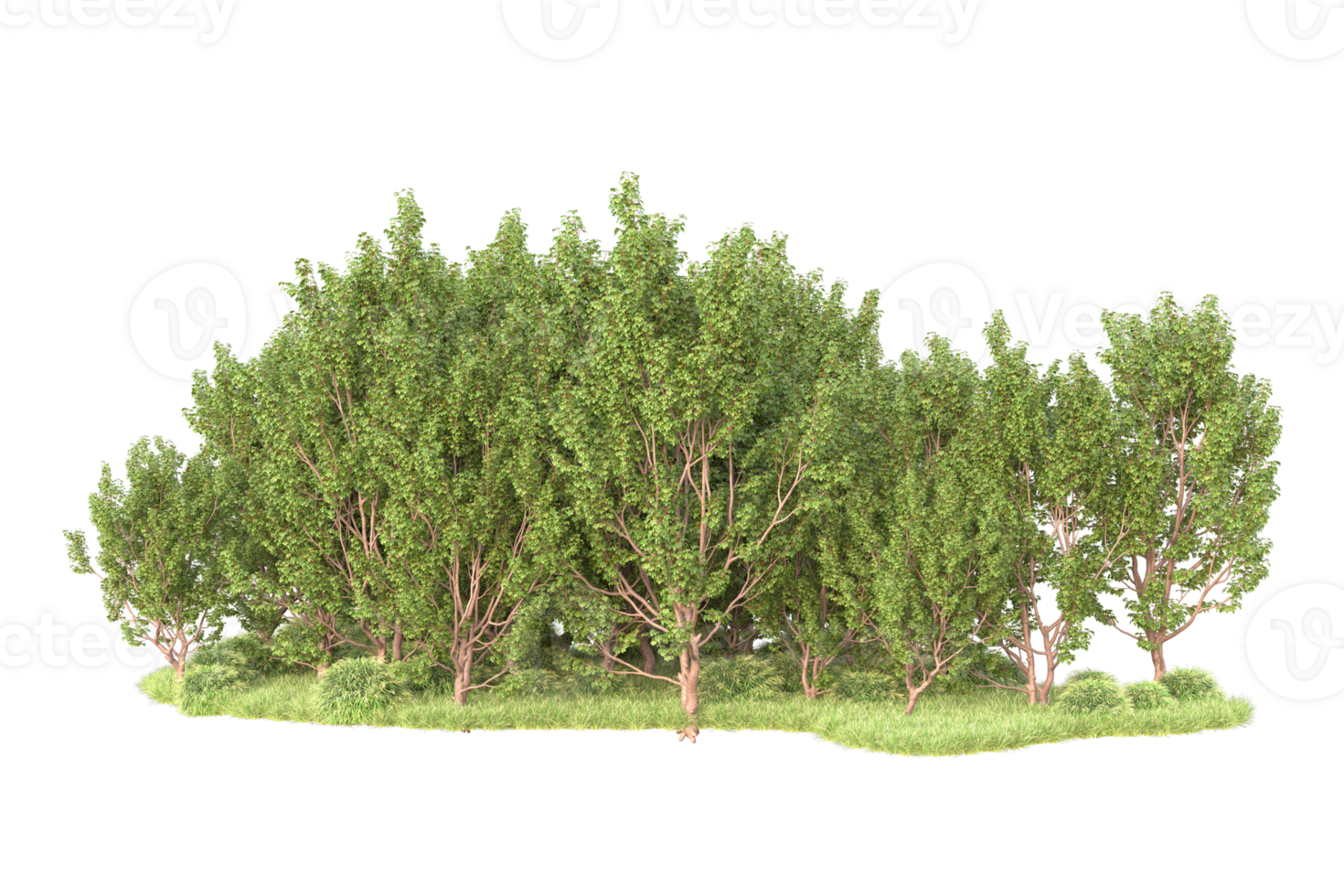 Tropical forest isolated on transparent background. 3d rendering - illustration png