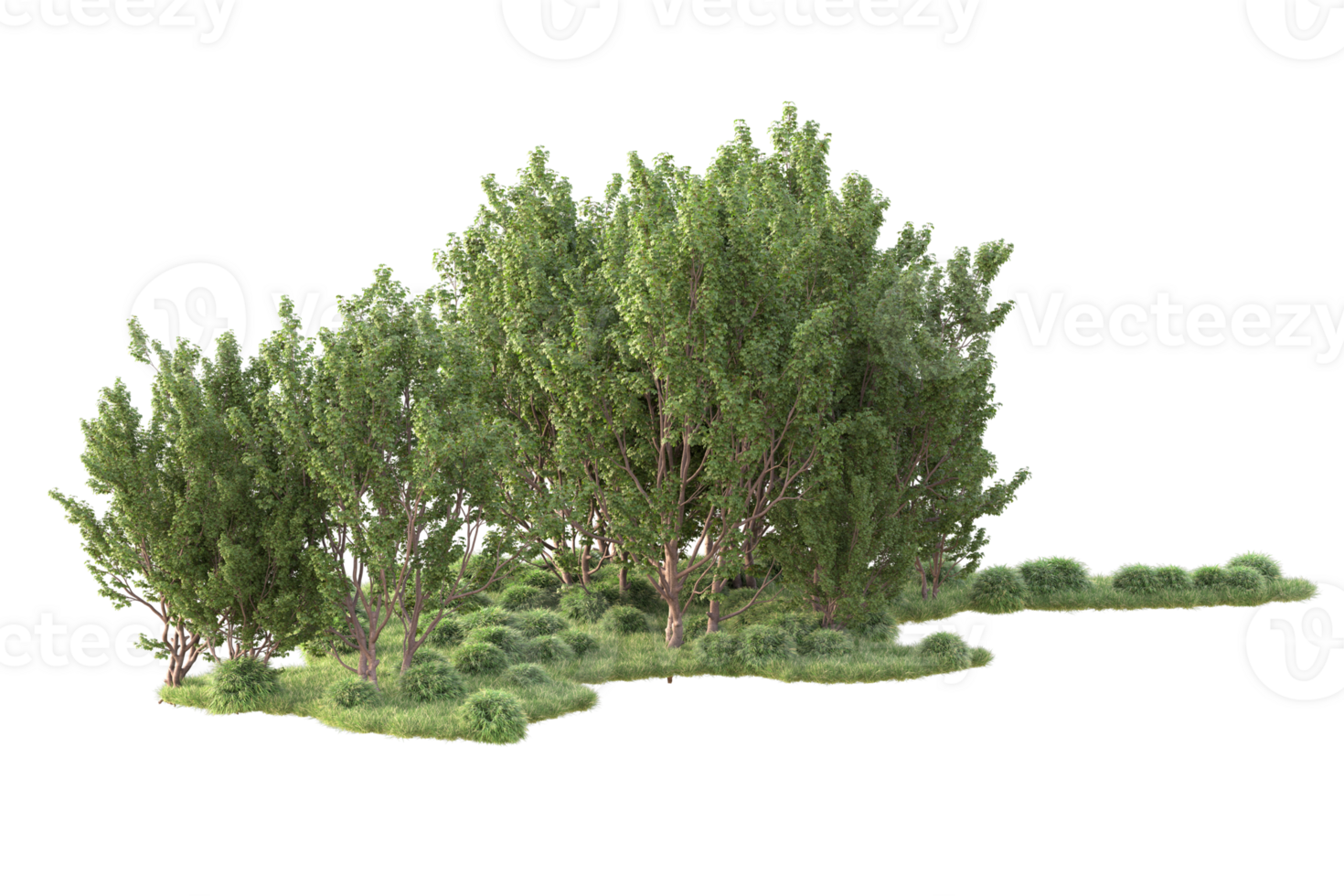 tropicale foresta isolato su trasparente sfondo. 3d interpretazione - illustrazione png